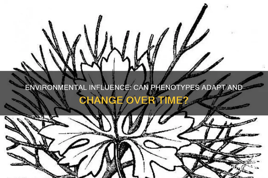can a phenotype be changed by the environment