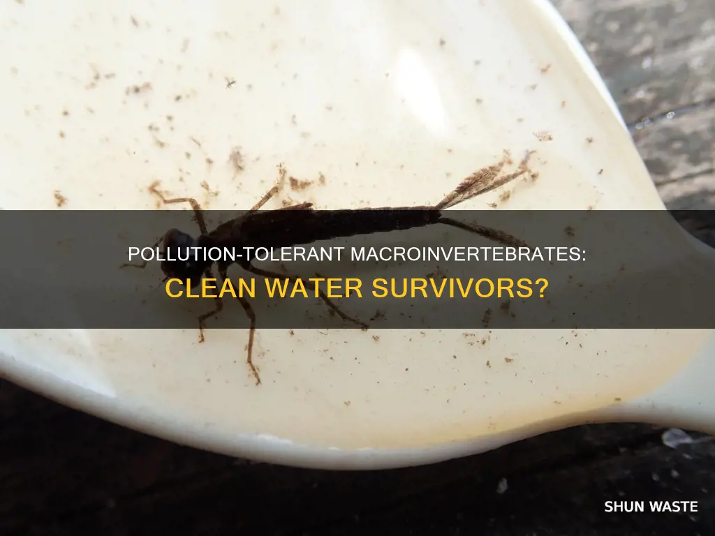 can a pollution tolerant macroinvertebrates live in clean water