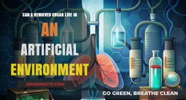 Can Removed Organs Thrive in Artificial Environments? Exploring Possibilities