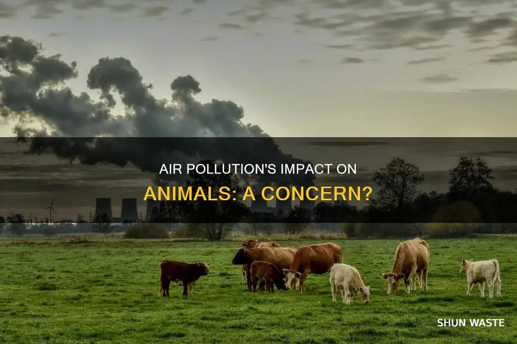 can air pollution affect animals