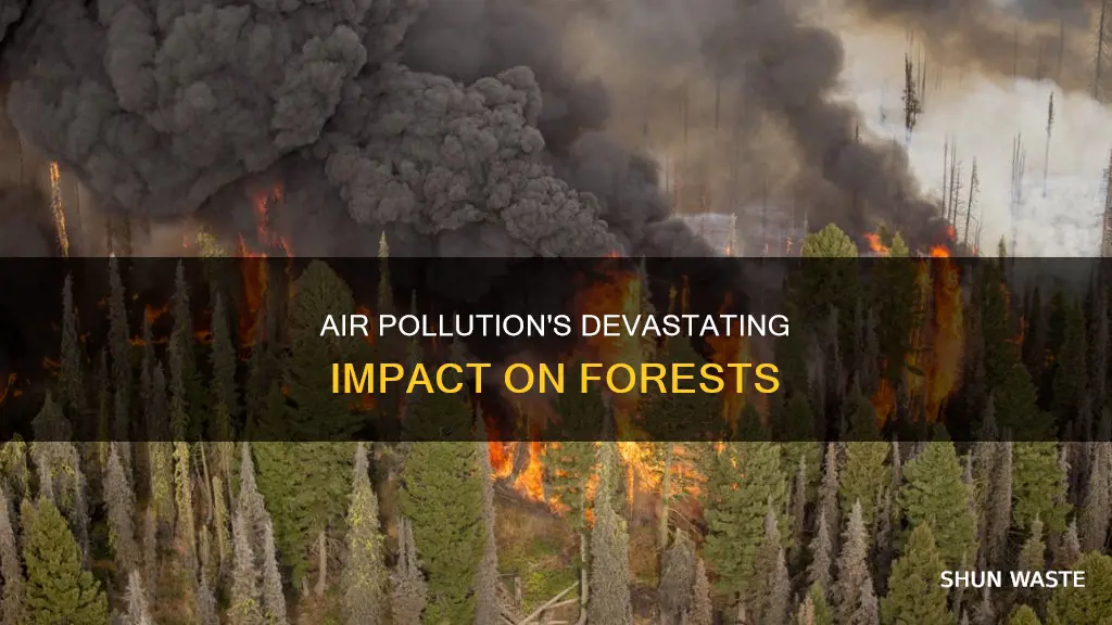 can air pollution destroy forests