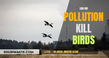 Air Pollution's Deadly Impact on Birds