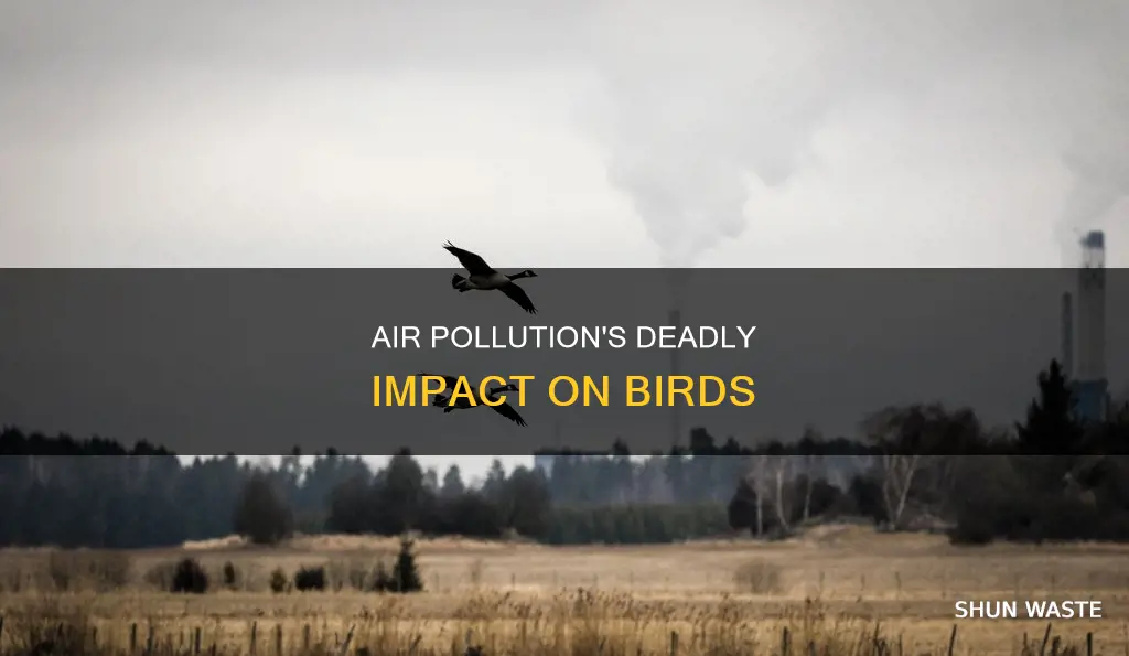 can air pollution kill birds