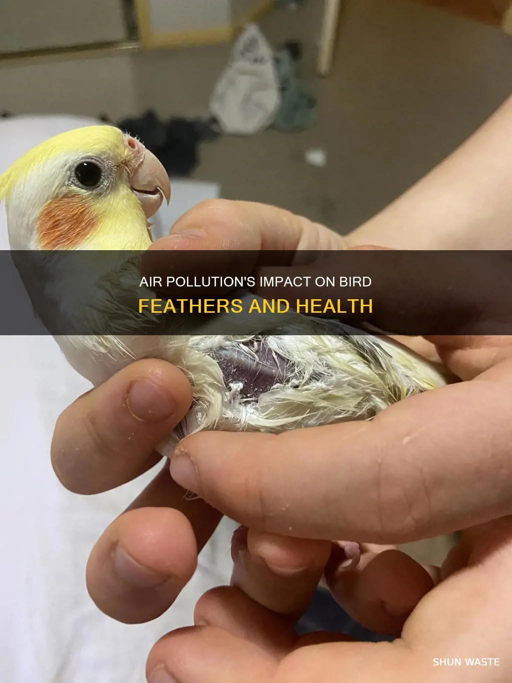 can air pollution make birds feathers fall out