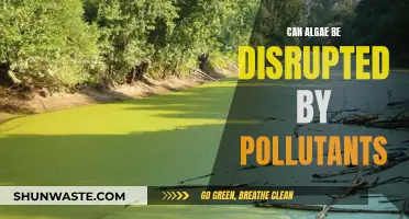 Algae and Pollutants: A Disruptive Relationship