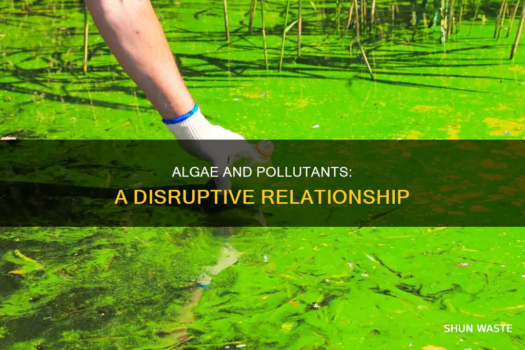 can algae be disrupted by pollutants