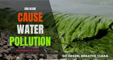 Algae's Impact: Water Pollution and Environmental Concerns