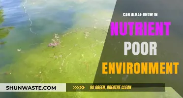 Surviving Scarcity: Algae's Resilience in Nutrient-Poor Environments Explained