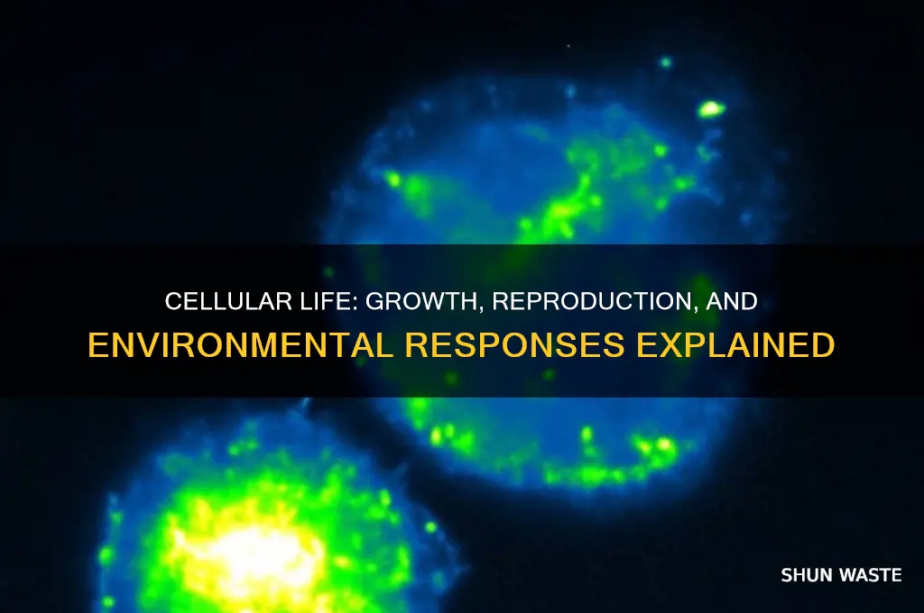 can all cells grow reproduce and respond to the environment