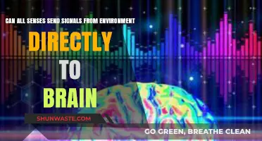 How Our Senses Relay Environmental Signals Directly to the Brain