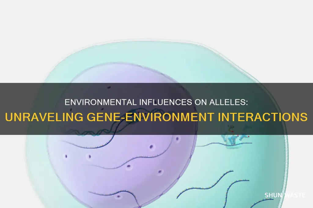 can alleles be affected by environment