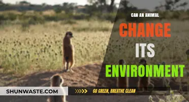How Animals Shape Their Surroundings: Environmental Impact Explained