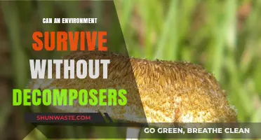 The Vital Role of Decomposers in Sustaining Ecosystems and Life Cycles