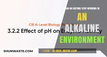 Enzyme Functionality: How Alkaline Conditions Halt Their Activity
