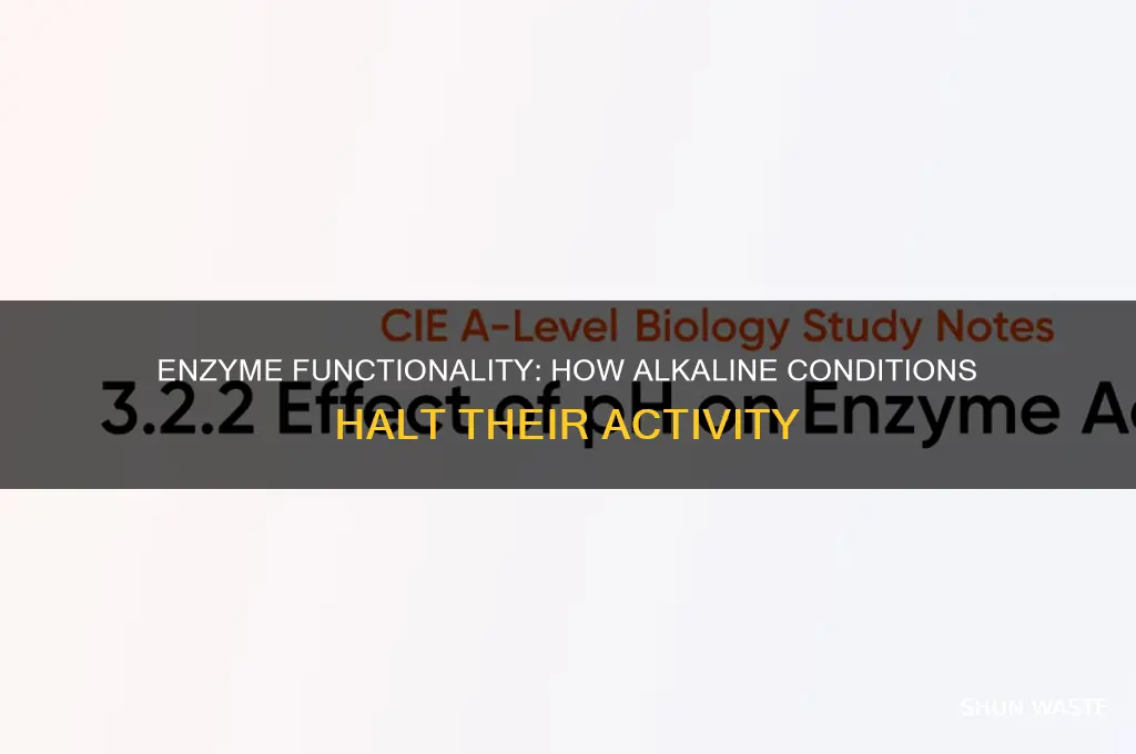 can an enzyme stop working in an alkaline environment
