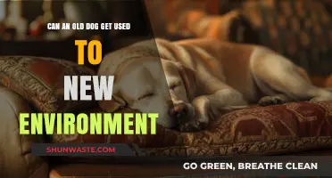 Helping Senior Dogs Adapt: Tips for a Smooth Transition to New Surroundings
