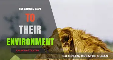 How Animals Adapt: Survival Strategies in Changing Environments