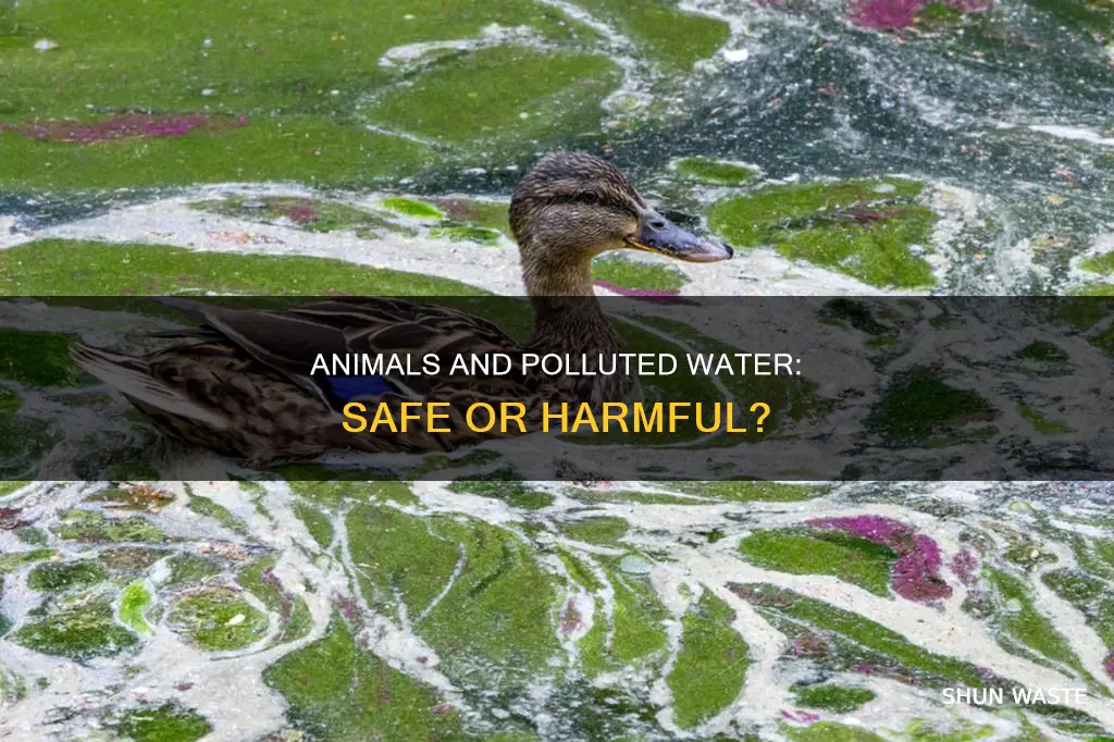 can animals drink polluted water