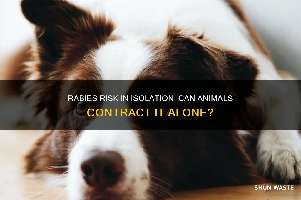can animals get rabies in a isolated environment
