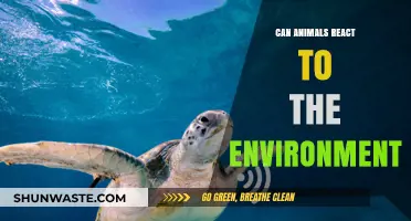 How Animals Sense and Respond to Environmental Changes Around Them