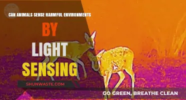How Animals Detect Dangerous Environments Through Light Sensitivity