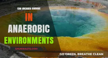 Archaea's Anaerobic Survival: Unveiling Their Thriving Strategies in Oxygen-Free Zones