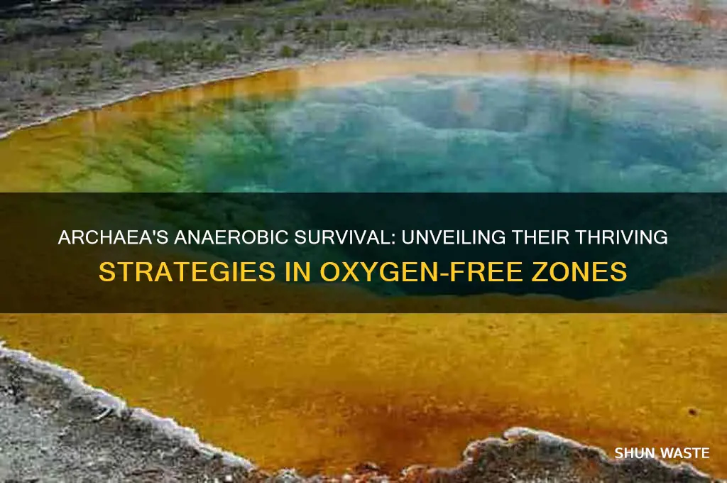 can archaea survive in anaerobic environments