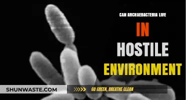 Surviving Extremes: How Archaebacteria Thrive in Hostile Environments