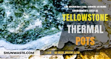 Archaebacteria's Resilience: Thriving in Yellowstone's Extreme Thermal Pots