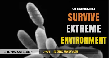 Archaebacteria's Survival Secrets: Thriving in Extreme Environments Explained