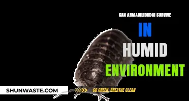 Can Armadillidiidae Thrive in Humid Conditions? Exploring Their Survival