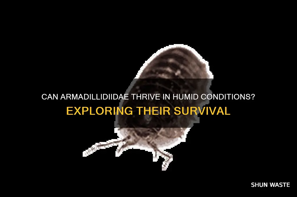 can armadilidiidai survive in humid environment