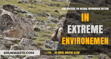 Asexual vs. Sexual Reproduction: Which Thrives Best in Extreme Conditions?