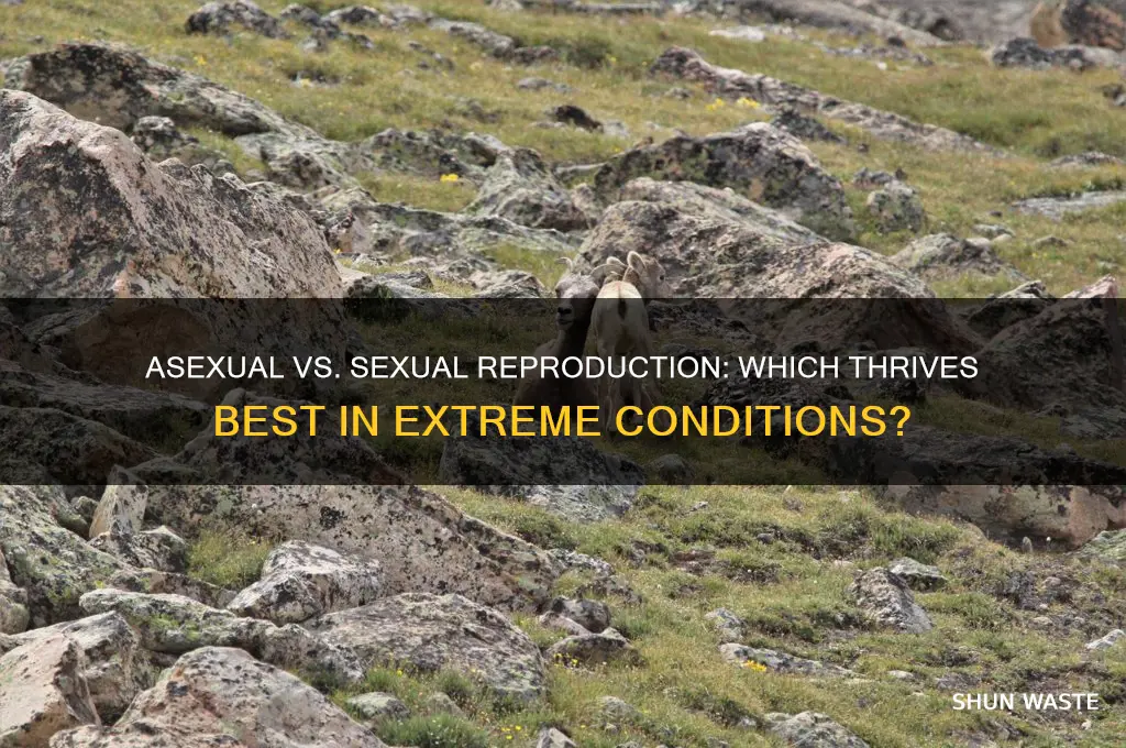 can asexual or sexual reproduce better in extreme environements