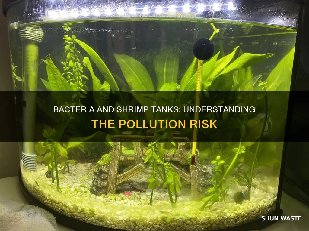 can bacter ae pollute shrimp tank