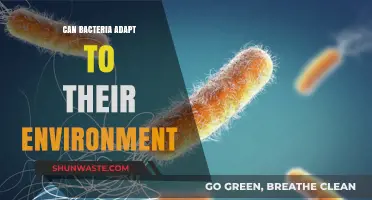 How Bacteria Rapidly Adapt and Thrive in Changing Environments