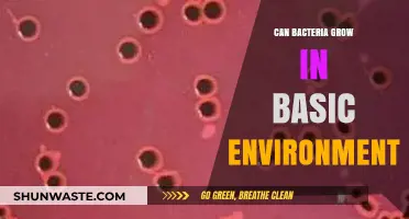 Can Bacteria Thrive in Alkaline Conditions? Exploring Basic Environments