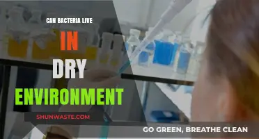 Surviving Without Moisture: Can Bacteria Thrive in Dry Environments?