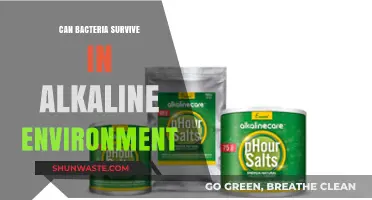 Alkaline Extremes: How Bacteria Thrive in High-pH Environments