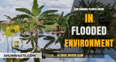 Can Banana Plants Thrive in Flooded Environments? Exploring Their Resilience