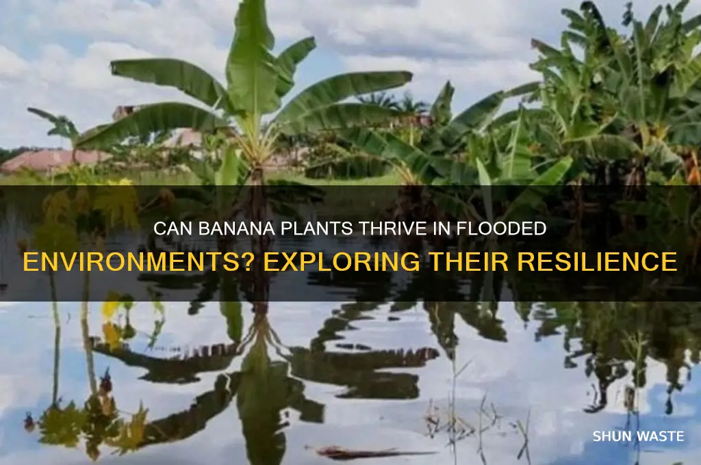 can banana plants grow in flooded environment