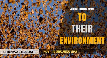 How Butterflies Adapt to Survive and Thrive in Changing Environments