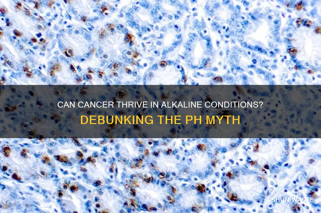 can cancer cells grow in an alkaline environment