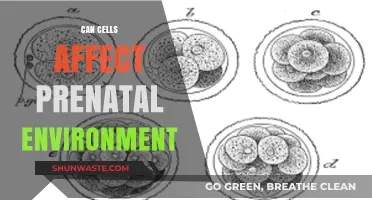 How Cells Shape the Prenatal Environment: Unveiling Early Developmental Influences