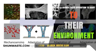 How Cells Adapt: Dynamic Responses to Environmental Challenges