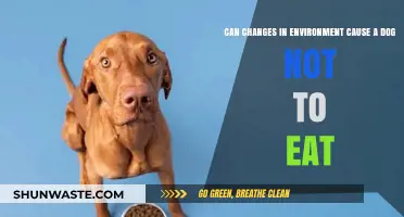 Environmental Changes: Why Your Dog Might Stop Eating Suddenly