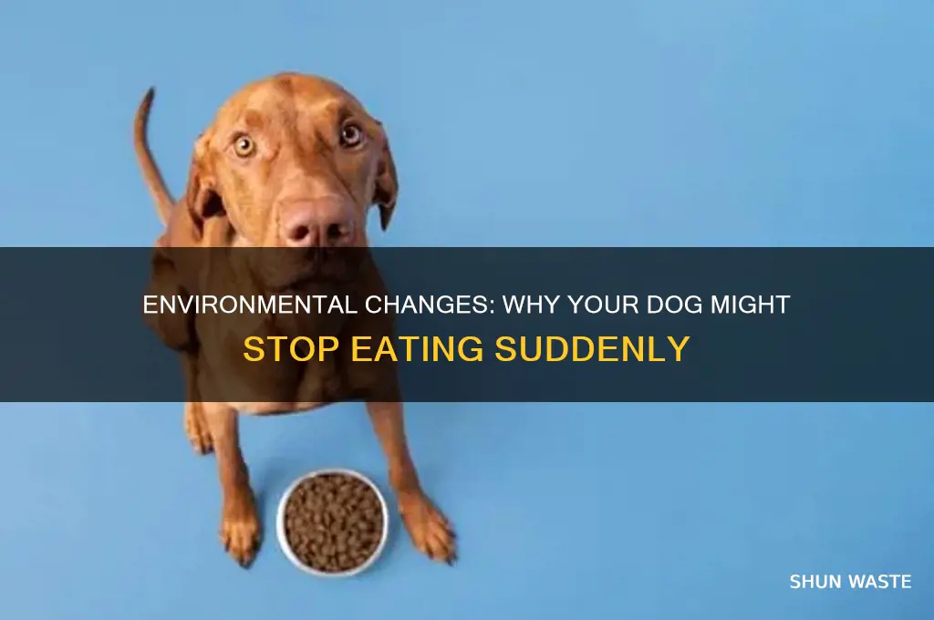 can changes in environment cause a dog not to eat