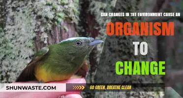 Environmental Shifts: How Ecosystems Transform Organisms Over Time