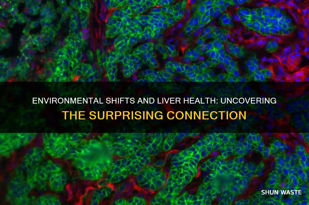 can changing environment affect liver