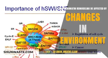 Environmental Factors and Their Impact on Chromatin Remodeling Dynamics